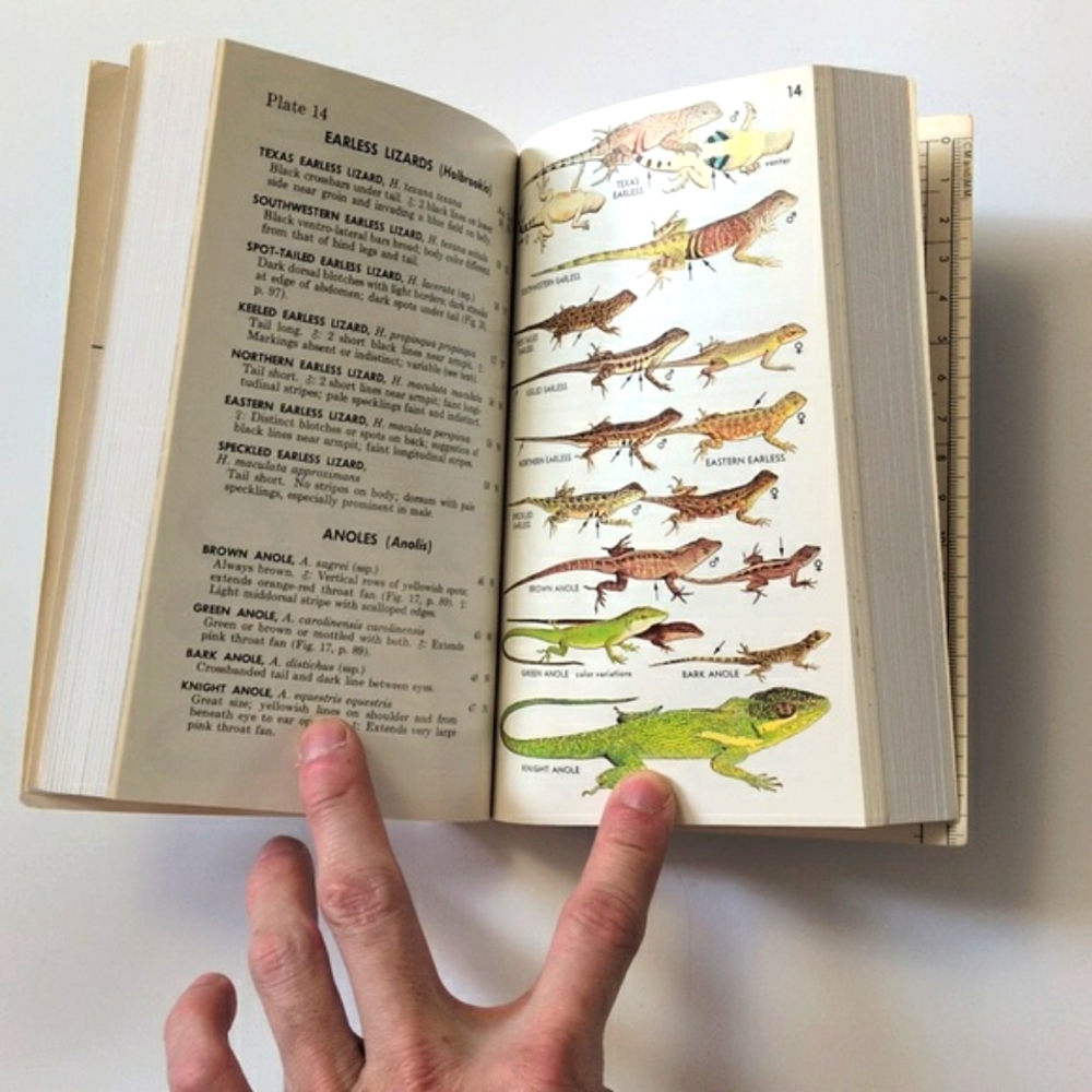 A Field Guide to Reptiles and Amphibians of Eastern/Central North America - Picture 9 of 16
